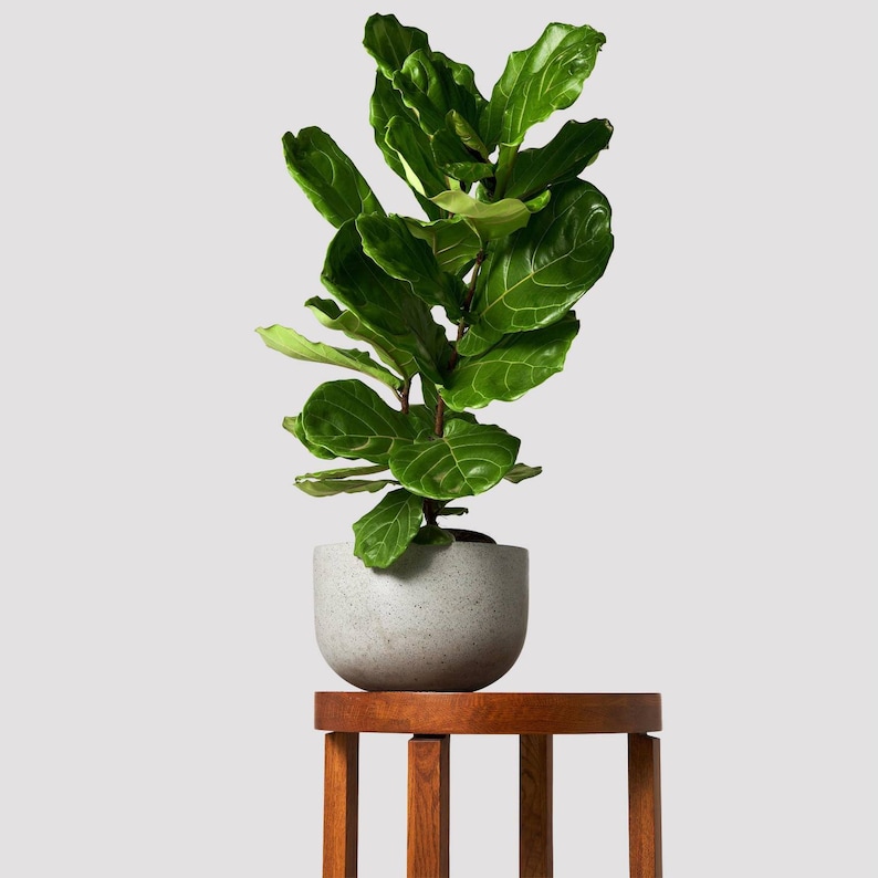 FICUS LYRATA Dwarf Fiddle Leaf Fig with 6 Pot Little Sunshine Bambino LIVE Indoor & Outdoor Tropical Houseplant Easy Care Starter Tree image 3