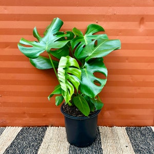 May include: A potted Monstera plant with large, green leaves in a black pot. The plant is sitting on a striped rug in front of a brown wall.