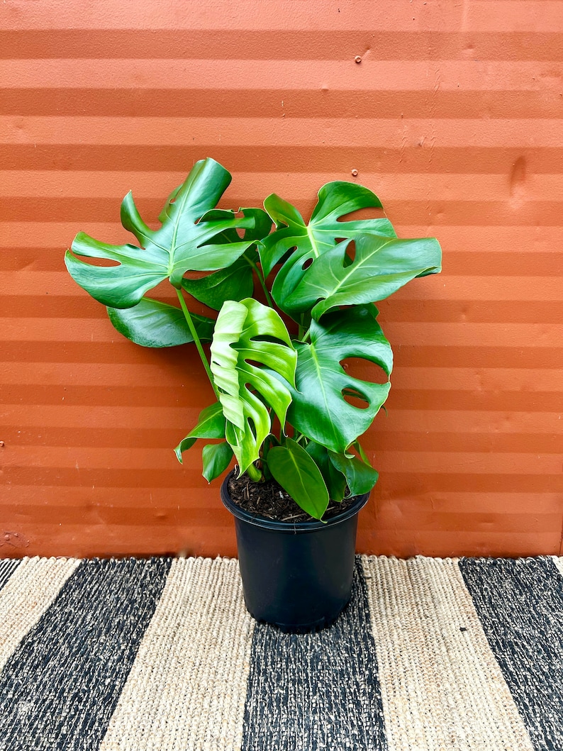 May include: A potted Monstera plant with large, green leaves in a black pot. The plant is sitting on a striped rug in front of a brown wall.