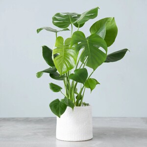 May include: A green monstera plant in a white ceramic pot. The plant has large, heart-shaped leaves with deep veins.