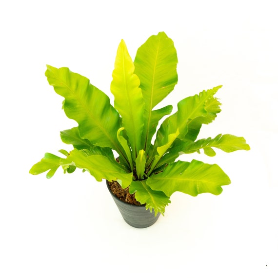 buy philodendron house plants online Split Leaf Philodendron