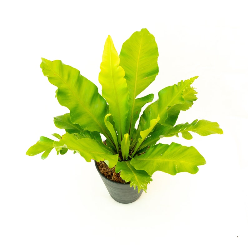 Bird's Nest Fern Asplenium nidus 6 Pot Indoor & Outdoor Live House plant Rooted Easy Care Starter Plant image 1