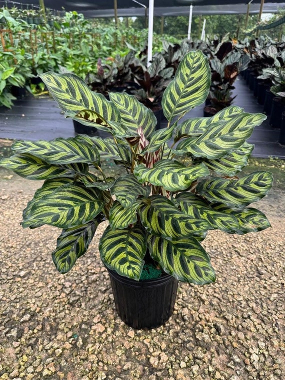Calathea Peacock | Makoyana Prayer Plant | Live Tropical Houseplant |  Outdoor or Indoor Home & Office Decor Easy Care in 4, 6 or 8" Inch Pot -  Etsy Israel