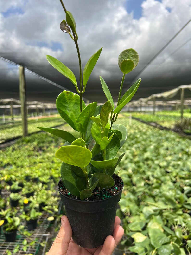 TheOddFrond Hoya Australis - Thumbnail 5