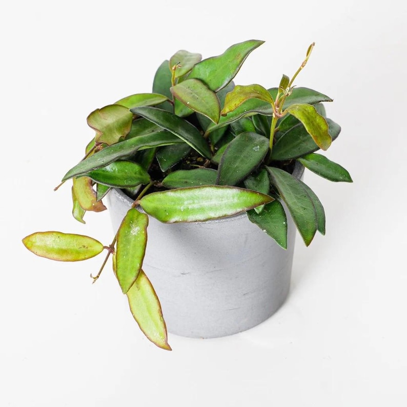 May include: A potted Hoya plant with dark green leaves and reddish-brown edges. The plant is in a gray, cylindrical pot. The leaves are long and oval-shaped, with some leaves showing yellowing. The background is white.