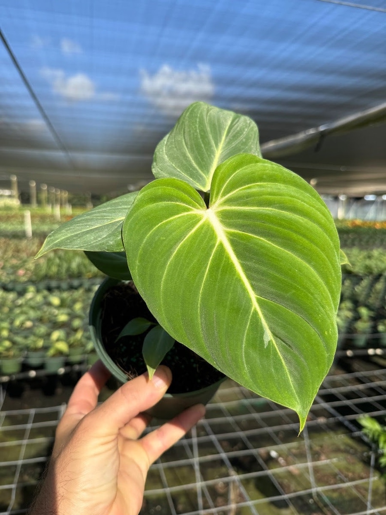 TheOddFrond Philodendron Gloriosum - Thumbnail 2