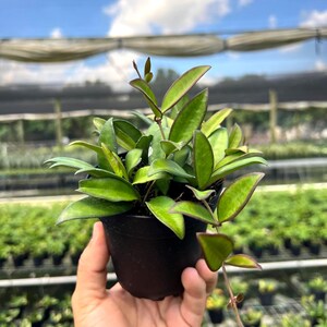 May include: A small potted Hoya plant with vibrant green leaves and reddish-purple edges. The plant is in a black plastic pot, held by a hand, with a background of a greenhouse and a blue sky with clouds.