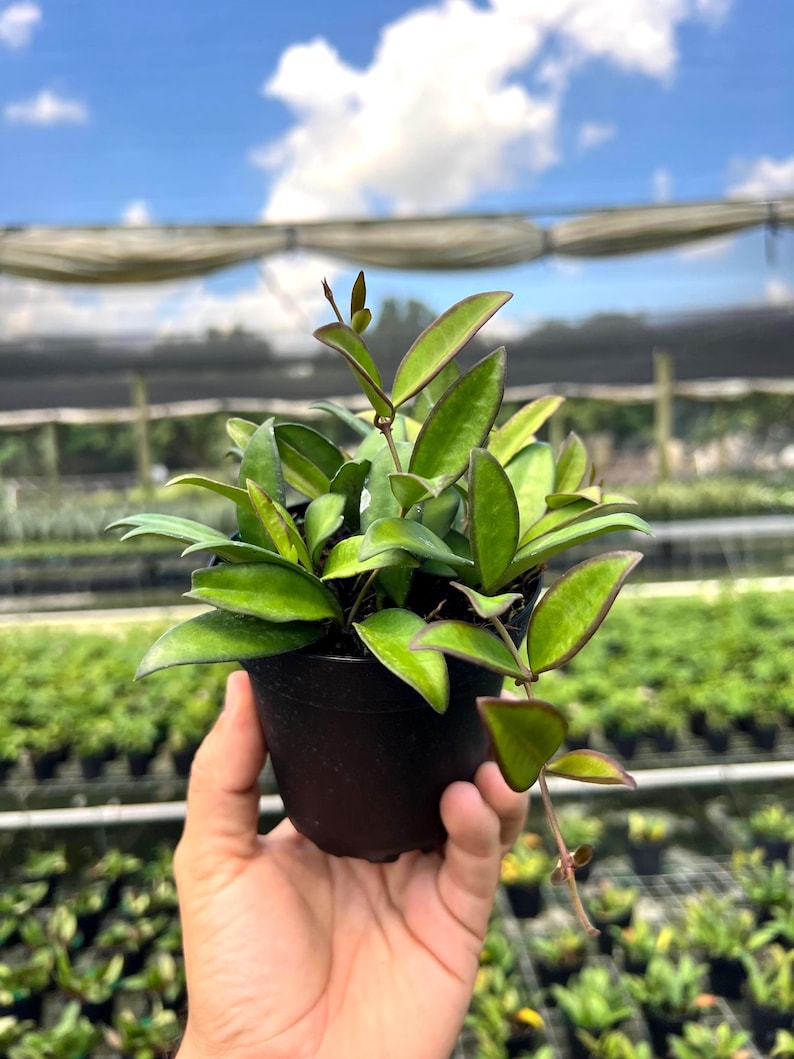 May include: A small potted Hoya plant with vibrant green leaves and reddish-purple edges. The plant is in a black plastic pot, held by a hand, with a background of a greenhouse and a blue sky with clouds.