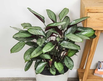 dracena indivisa Dracaena indivisa main image 0