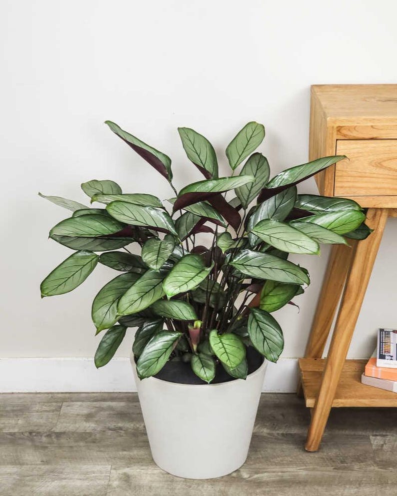TheOddFrond Calathea Setosa Prayer Plant - Thumbnail 3