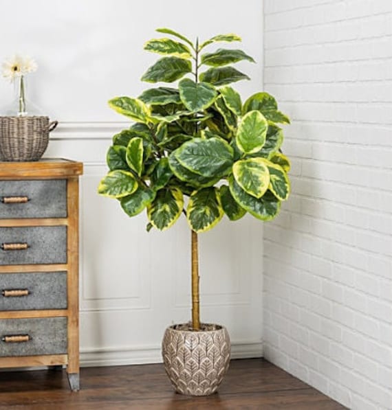 【FICUS】 Ficus Weeping Fig ZIG ZAG (6″) – Plant Van