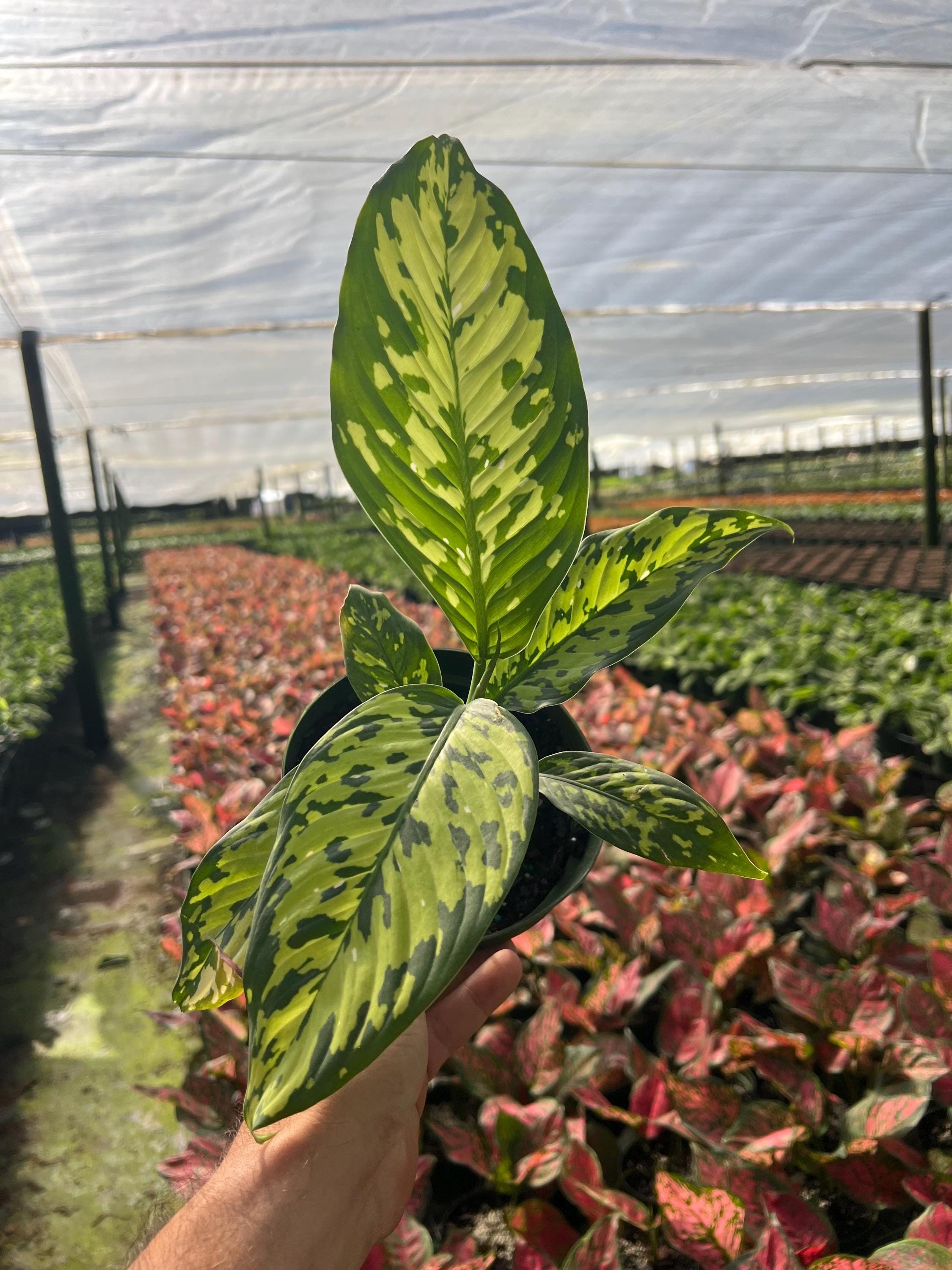 giant fiddle leaf fig 7-10FT Fiddle Leaf Fig| Pick the exact one over video call – Pafe Plants main image 1