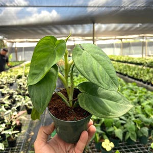 May include: A small potted plant with large, heart-shaped green leaves. The plant is held in a dark green pot filled with soil. The background shows a greenhouse with rows of other plants under a bright, cloudy sky.