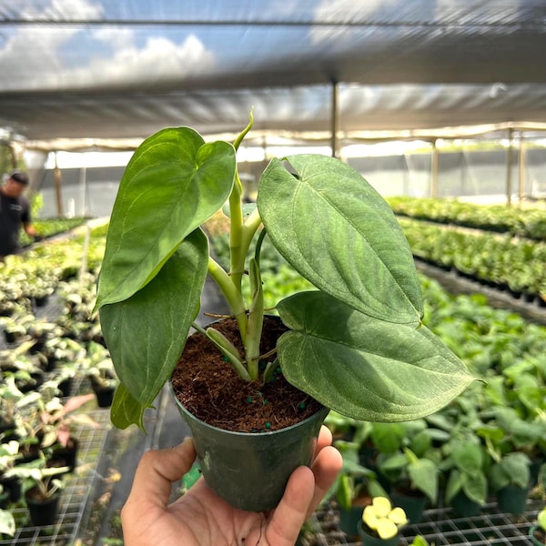 Ice Frost Syngonium Plant - Rare Variegated Arrow Head Leaf | Live Tropical Houseplant | Indoor Home Decor | Easy Care Rooted in 4” Pot