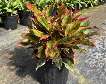 images of dracaena plants Dracaena Elegance