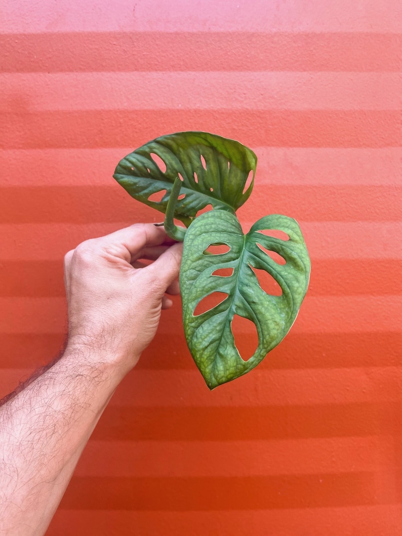 TheOddFrond Monstera Adansonii - Thumbnail 3