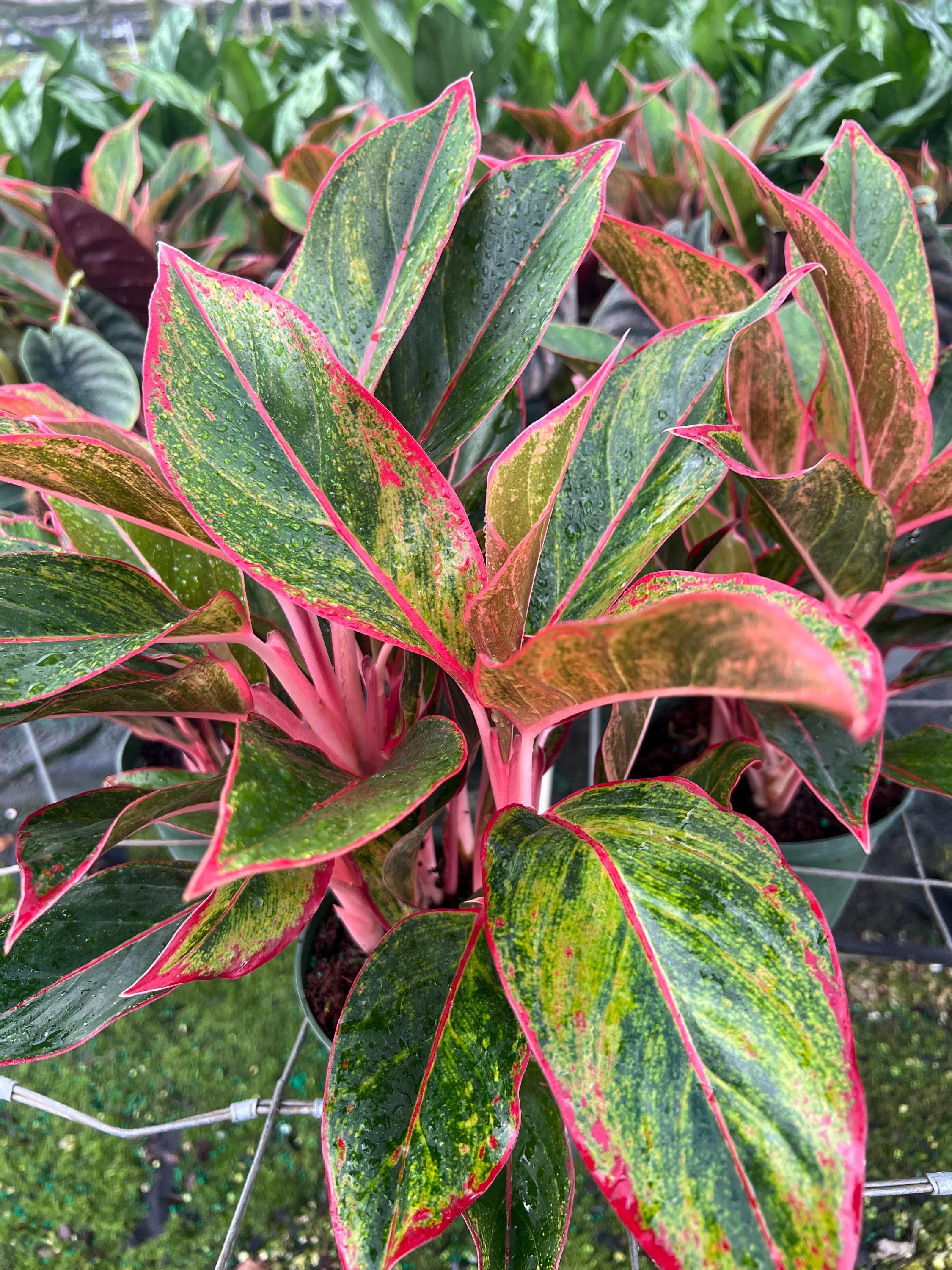 english ivy house plant English Ivy For Sale (Hedera helix)