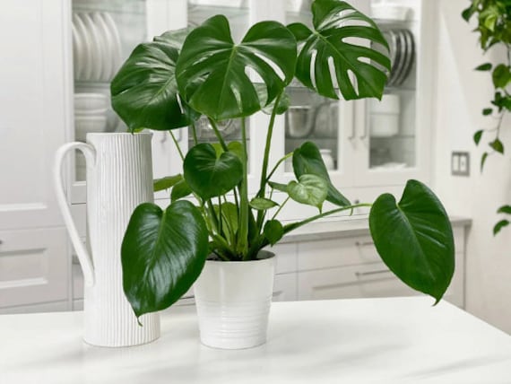 Monstera Deliciosa Cutting Tropical Split Leaf Plant | Indoor & Outdoor  Live Houseplant | Rooted Easy Care Starter Plant - Etsy Hong Kong