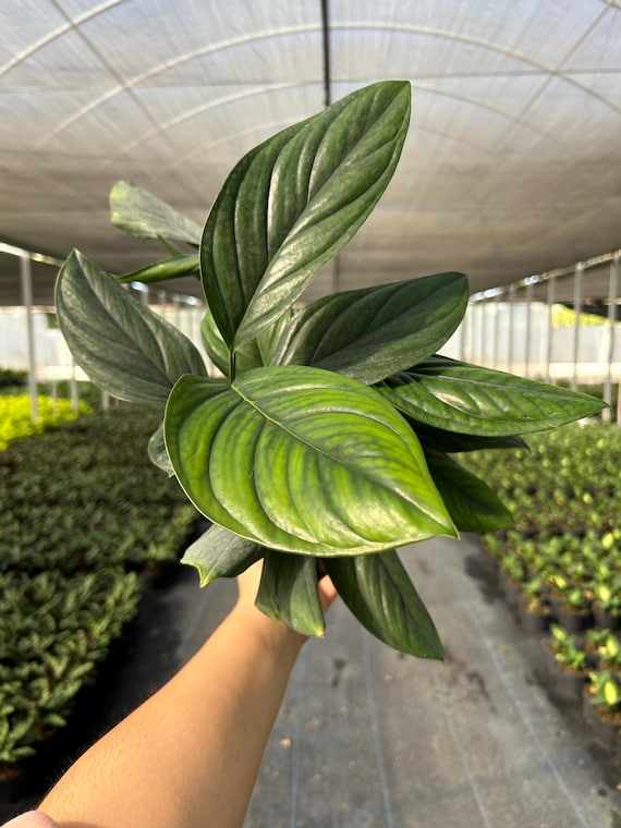 Monstera Black Onix | Live Indoor & Outdoor House Plant | Home and Office  Decor | Rooted Easy Care in 4", 6" Pot and 6" HB - Etsy