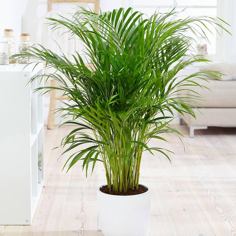 TheOddFrond Parlor Palm