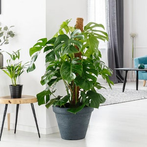 May include: A large green Monstera plant with large leaves growing up a moss pole in a dark gray pot. The plant is in a living room setting with a wooden side table and a blue armchair in the background.