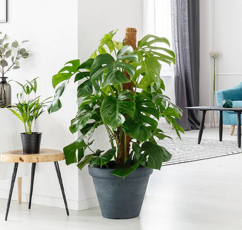 May include: A large green Monstera plant with large leaves growing up a moss pole in a dark gray pot. The plant is in a living room setting with a wooden side table and a blue armchair in the background.