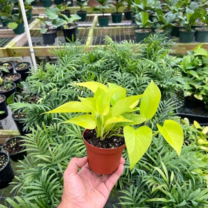 May include: A vibrant neon pothos plant in a small brown pot. The plant has bright yellow-green leaves and is held in a person's hand. The background shows a variety of other potted plants in a greenhouse setting.