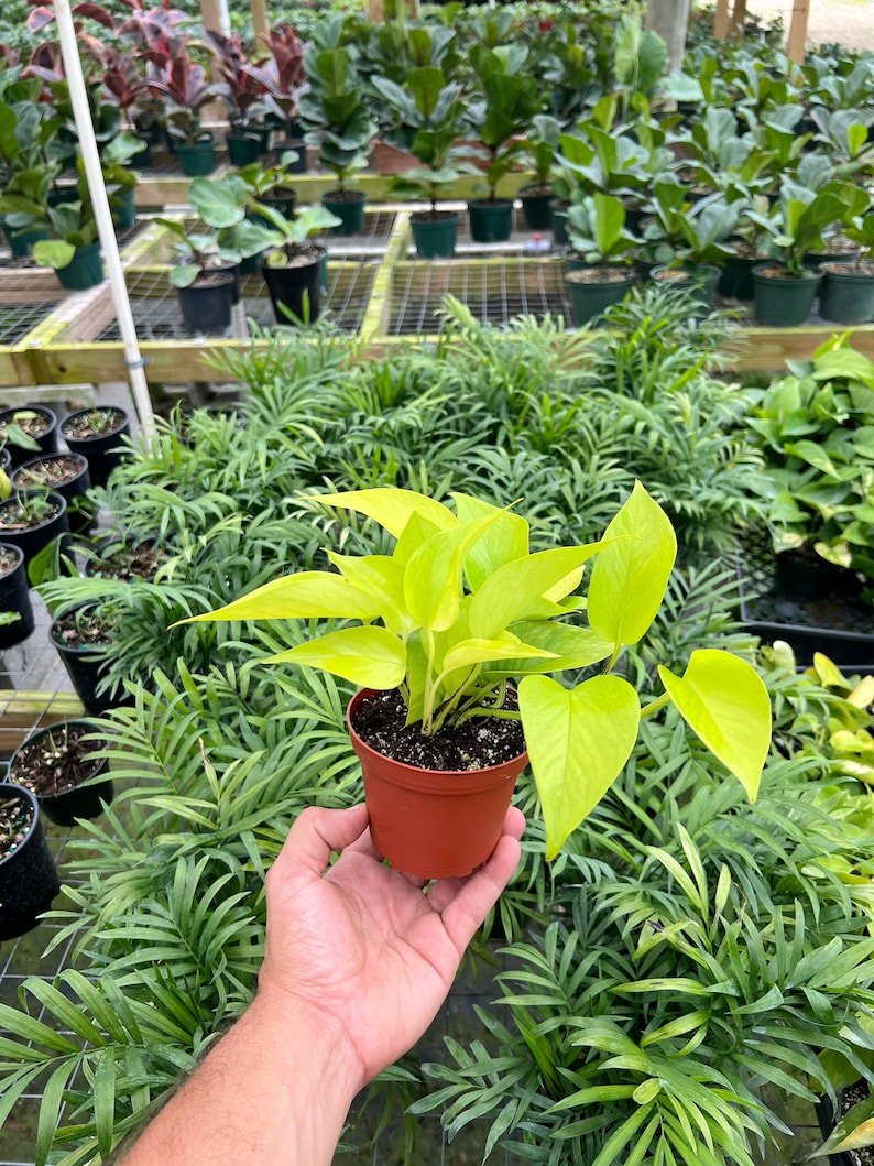May include: A vibrant neon pothos plant in a small brown pot. The plant has bright yellow-green leaves and is held in a person's hand. The background shows a variety of other potted plants in a greenhouse setting.