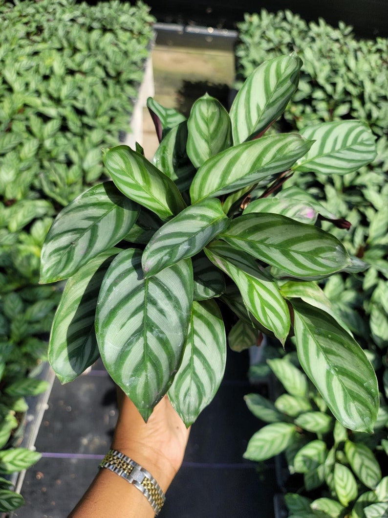 TheOddFrond Calathea Setosa Prayer Plant - Thumbnail 4
