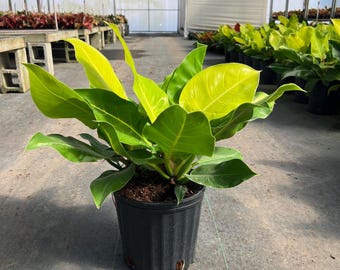 Philodendron Moonlight Variegated - Etsy