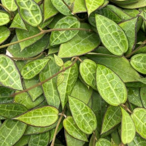 Op de afbeelding: Close-up van een groep groene bladeren met een donkergroene rand. De bladeren zijn in een willekeurig patroon gerangschikt en hebben een getextureerd oppervlak.