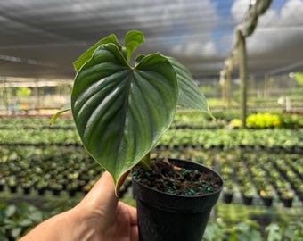 philodendron 'shangri la' Philodendron 'Shangri-La' (Split Leaf)