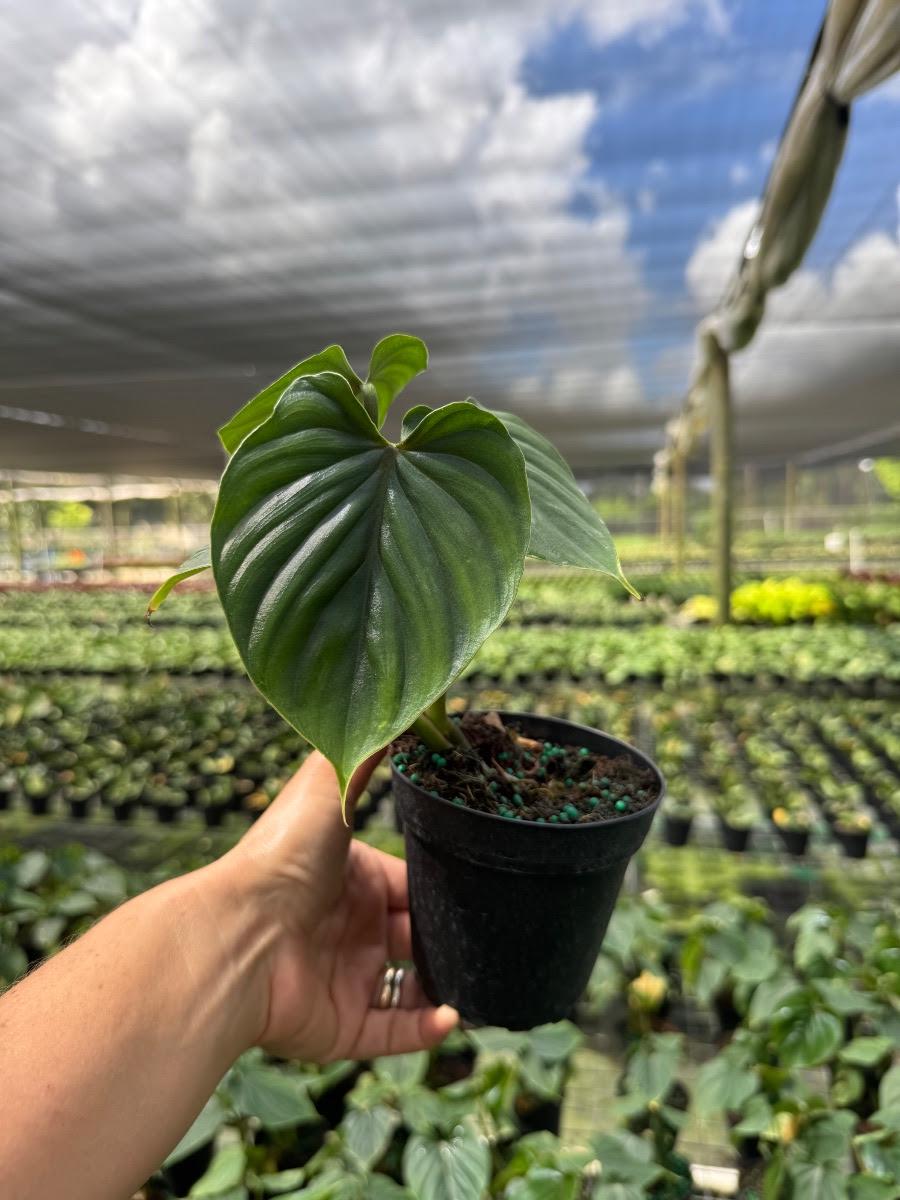 philodendron dean mcdowell vs gloriosum Philodendron Gloriosum White Veins Zebra – Tropical Houseplant main image 0