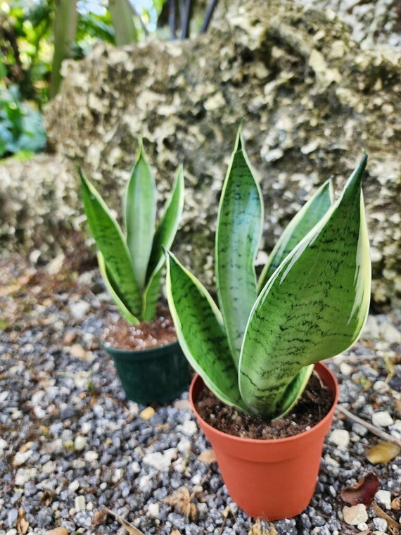 △*様 サンスベリア スノーホワイト Sansevieria Snow Whit Sansevieria snow white – Succulentasia