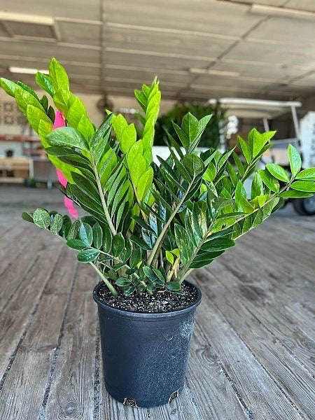 ZZ Plant in Large 8" Pot | Zamioculcas Zamiifolia | Live Houseplant |  Indoor and Outdoor House Plant | Rooted Easy Care Plant - Etsy