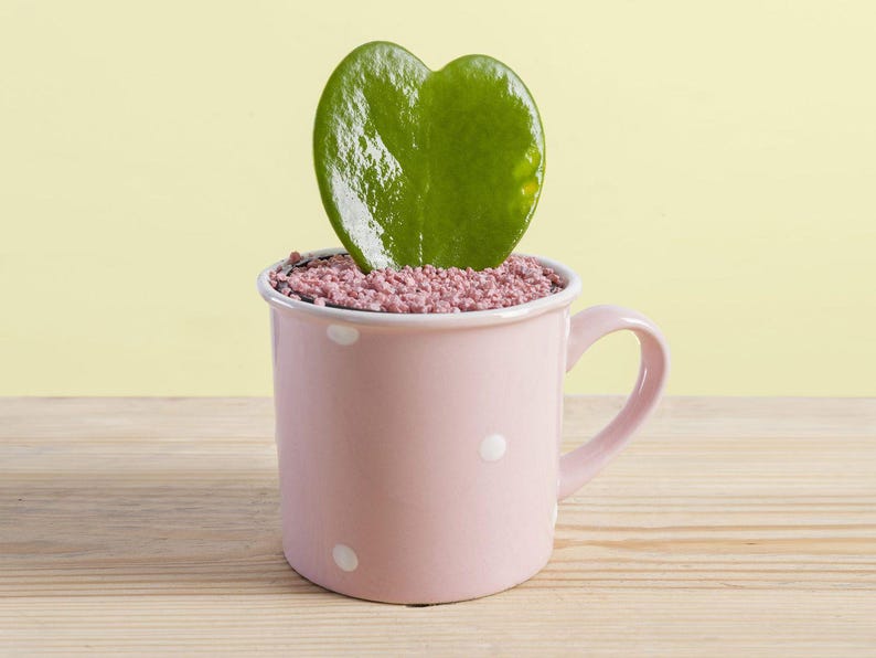 TheOddFrond Hoya Sweetheart Kerrii