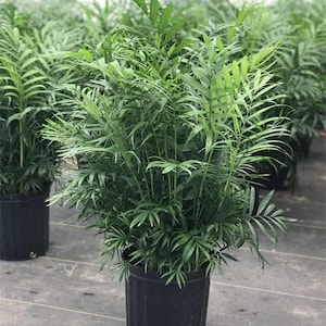 May include: A lush green bamboo palm plant in a black plastic pot. The plant has multiple stems with long, slender, green leaves. Other similar plants are visible in the background, suggesting a nursery or greenhouse setting.