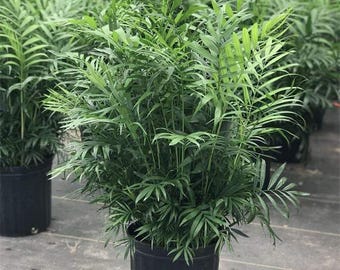 Parlor Palm - Neanthe Bella Palm | Home and Office Decor | Indoor & Outdoor Live Tropical House plant | Easy Care Tree in 8" Inch Pot