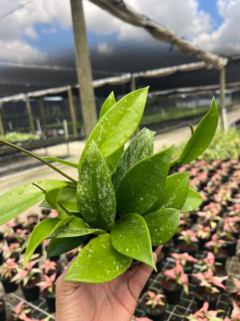 TheOddFrond Hoya Pubicalyx - Thumbnail 4