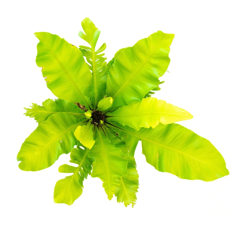 TheOddFrond Bird's Nest Fern - Thumbnail 2