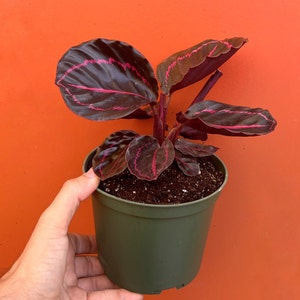 Pu&ograve; includere: Una pianta da interno con foglie verde scuro con venature rosa che cresce in un vaso verde. La pianta &egrave; tenuta da una mano.