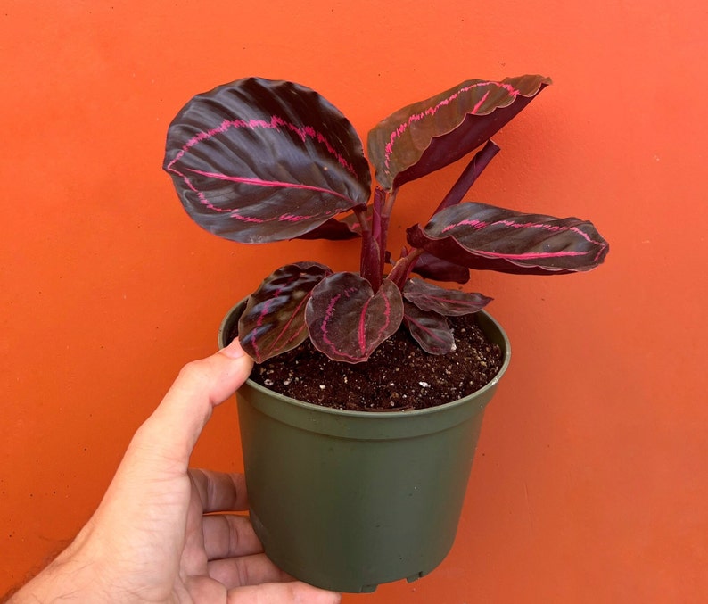 Pu&ograve; includere: Una pianta da interno con foglie verde scuro con venature rosa che cresce in un vaso verde. La pianta &egrave; tenuta da una mano.