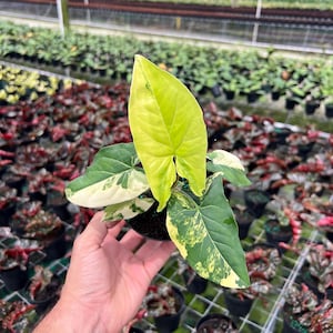May include: A potted Syngonium plant with large, variegated leaves in shades of green, white, and yellow. The plant is held in a black pot, with a background of other plants in a greenhouse setting.