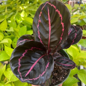 Pu&ograve; includere: Una pianta da interno in vaso con foglie verde scuro con venature rosa. La pianta &egrave; in un vaso marrone con terra scura.