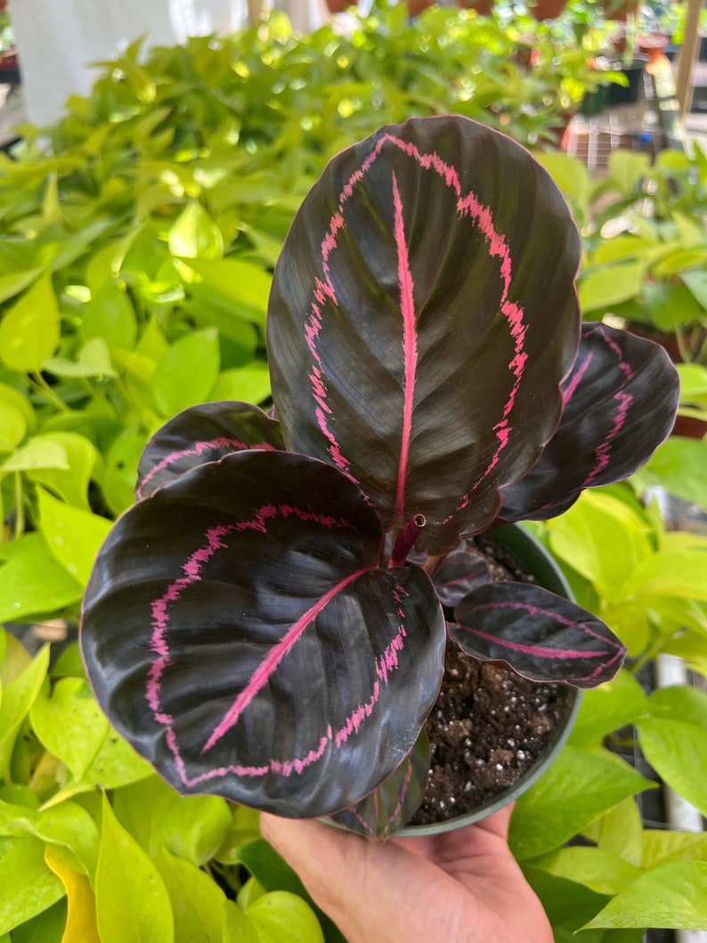Pu&ograve; includere: Una pianta da interno in vaso con foglie verde scuro con venature rosa. La pianta &egrave; in un vaso marrone con terra scura.