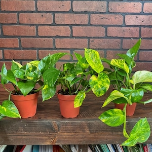 May include: Three potted golden pothos plants with variegated green and yellow leaves. The plants are in terracotta pots and are sitting on a wooden shelf.