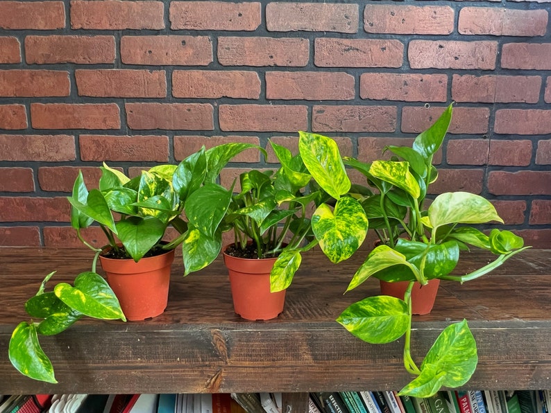 May include: Three potted golden pothos plants with variegated green and yellow leaves. The plants are in terracotta pots and are sitting on a wooden shelf.
