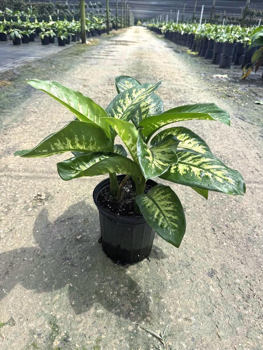 mini palm indoor plant Large Lady Palm Houseplant with Planter - Large (3-4' tall) Top Half White Planter main image 1
