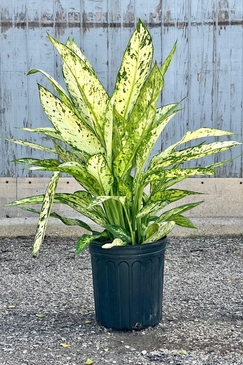 TheOddFrond Dieffenbachia Star Bright - Thumbnail 2