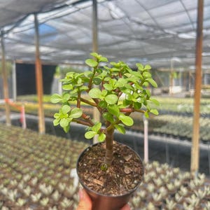 K&ouml;nnte beinhalten: Eine kleine Jade-Pflanze in einem schwarzen Topf mit leuchtend gr&uuml;nen Bl&auml;ttern und einem braunen Stiel. Die Pflanze steht vor einem Gew&auml;chshaus, im Hintergrund sind Reihen &auml;hnlicher Pflanzen zu sehen.